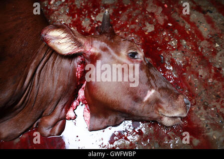 Dhaka, Bangladesh. 13th Sep, 2016. Bangladeshi Muslims slaughter a cow on the first day of the Eid al-Adha in Dhaka, Bangladesh, September 13, 2016. Muslims across the world celebrate the annual festival of Eid al-Adha, or the Festival of Sacrifice, which marks the end of the Hajj pilgrimage to Mecca and in commemoration of Prophet Abraham's readiness to sacrifice his son to show obedience to God. Credit:  Suvra Kanti Das/ZUMA Wire/Alamy Live News Stock Photo