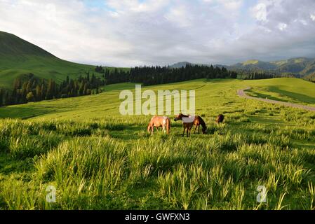 China. 13th Sep, 2016. Xinjiang, CHINA-July 10 2016:?(EDITORIAL?USE?ONLY.?CHINA?OUT) .The Nalati Grassland, located in Xinyuan county of the Ili Kazakh Autonomous Prefecture in northwest ChinaÂ¡Â¯s Xinjiang Uyghur Autonomous Region, is one of the four largest grassland in the world. It is a breathtakingly beautiful spot. © SIPA Asia/ZUMA Wire/Alamy Live News Stock Photo