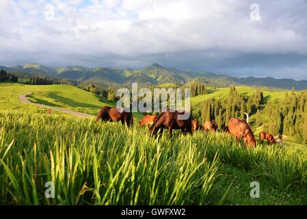 China. 13th Sep, 2016. Xinjiang, CHINA-July 10 2016:?(EDITORIAL?USE?ONLY.?CHINA?OUT) .The Nalati Grassland, located in Xinyuan county of the Ili Kazakh Autonomous Prefecture in northwest ChinaÂ¡Â¯s Xinjiang Uyghur Autonomous Region, is one of the four largest grassland in the world. It is a breathtakingly beautiful spot. © SIPA Asia/ZUMA Wire/Alamy Live News Stock Photo