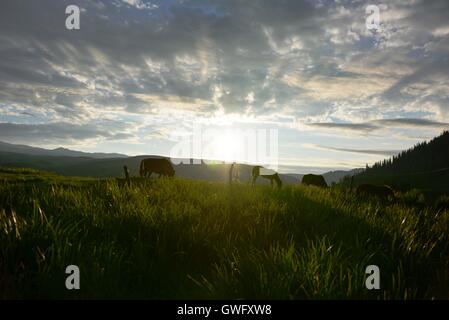 China. 13th Sep, 2016. Xinjiang, CHINA-July 10 2016:?(EDITORIAL?USE?ONLY.?CHINA?OUT) .The Nalati Grassland, located in Xinyuan county of the Ili Kazakh Autonomous Prefecture in northwest ChinaÂ¡Â¯s Xinjiang Uyghur Autonomous Region, is one of the four largest grassland in the world. It is a breathtakingly beautiful spot. © SIPA Asia/ZUMA Wire/Alamy Live News Stock Photo