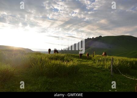 China. 13th Sep, 2016. Xinjiang, CHINA-July 10 2016:?(EDITORIAL?USE?ONLY.?CHINA?OUT) .The Nalati Grassland, located in Xinyuan county of the Ili Kazakh Autonomous Prefecture in northwest ChinaÂ¡Â¯s Xinjiang Uyghur Autonomous Region, is one of the four largest grassland in the world. It is a breathtakingly beautiful spot. © SIPA Asia/ZUMA Wire/Alamy Live News Stock Photo