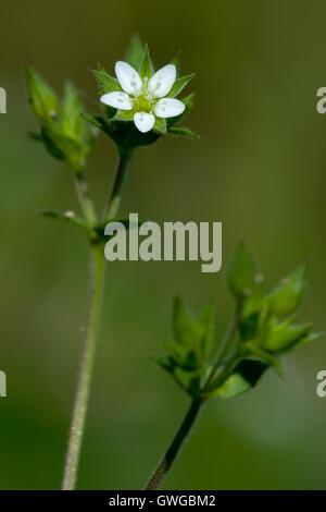 Thyme-leaved Sandwort (Arenaria serpyllifolia), flowering stalk. Germany Stock Photo