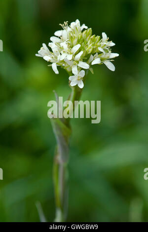 Tower Mustard (Arabis glabra), flowering stalk. germany Stock Photo