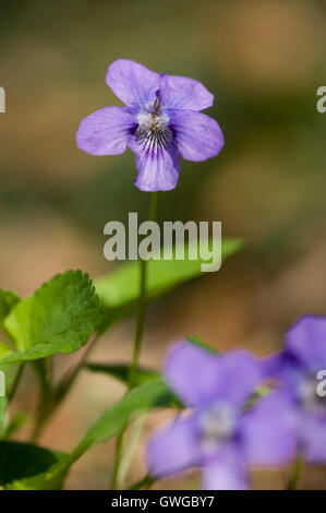 Bavarian Violet  (Viola x bavarica), flowers. Germany Stock Photo