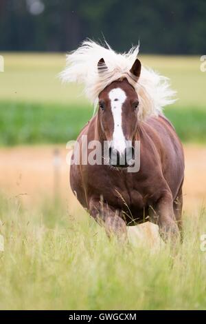 Black Forest Cold Blood Stock Photo - Alamy