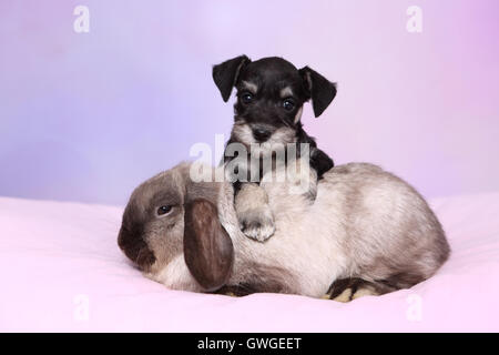 Miniature Schnauzer. Puppy and Dwarf Rabbit, Mini Lop on a pink blanket. Studio picture against a purple background. Germany Stock Photo