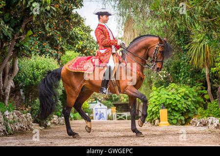 horse, animal, baroque, riding, costume, rider, equestrian ...
