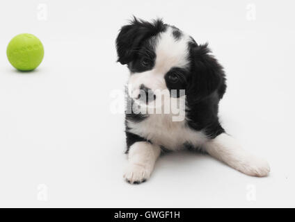 Miniature American Shepherd. Puppy (6 weeks old) lying next to a green ball. Studio picture against a white background. Germany Stock Photo