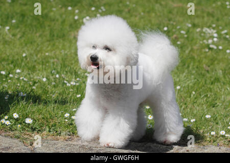 Bichon Frise. Male (3 years old) standing on a lawn. Germany Stock Photo