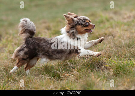 Basenji. Chihuahua (10 weeks old) running on a meadow. Germany Stock Photo