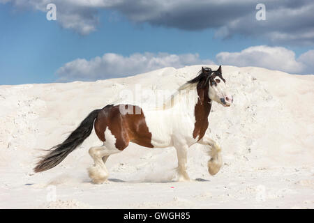 Gypsy Cob. Skewbald stallion trotting on kaolin sand. Poland Stock Photo