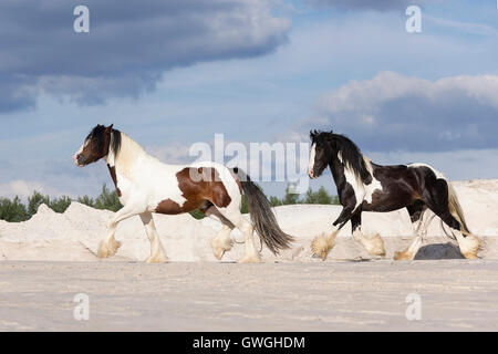 Gypsy Cob. Pair of stallions trotting on kaolin sand. Poland Stock Photo