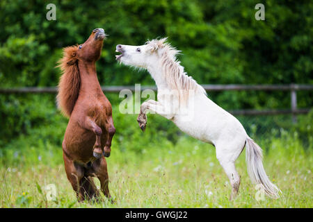 American Miniature Horse and Miniature Shetland Pony. Two young stallion play fighting on a pasture. Switzerland Stock Photo