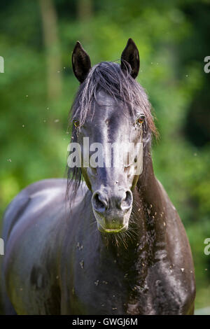 Anglo-Arabian. Portrait of black stallion, annoyed by flies. Germany Stock Photo