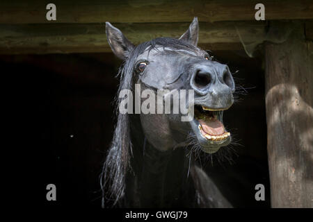 Anglo-Arabian. Portrait of black stallion, neighing. Germany Stock Photo