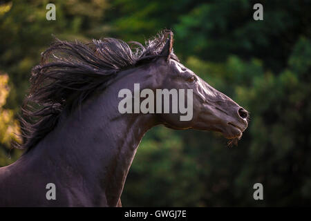 Anglo-Arabian. Portrait of black stallion with mane flowing. Germany Stock Photo