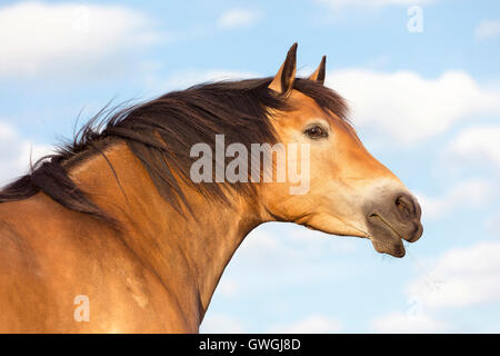 Dole Gudbrandsdal Horse. Portrait of bay mare. Germany Stock Photo