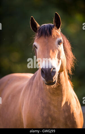 Dole Gudbrandsdal Horse. Portrait of bay mare, seen against a black background. Germany Stock Photo
