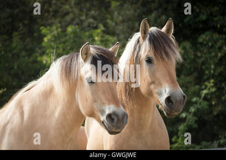 Norwegian Fjord Horse. Two adults standing next to each other, portrait. Italy Stock Photo