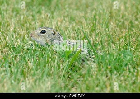 Thirteen-lined Ground Squirrel - Ictidomys tridecemlineatus Stock Photo