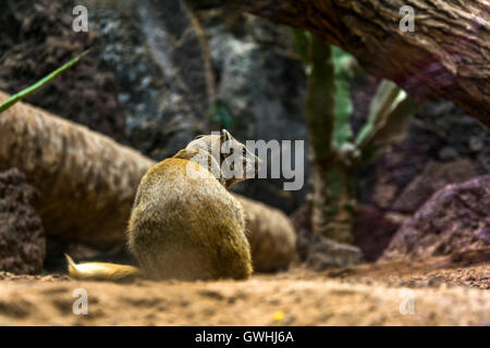 Yellow mongoose staying on guard, shot from behind, detail of the head an some bokeh effect. Stock Photo