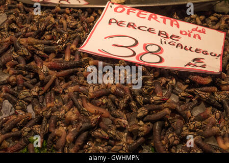 A walk around the market is a feast for all the senses. Fresh percebes for sale at the Mercado de la Boqueria, Barcelona. Stock Photo