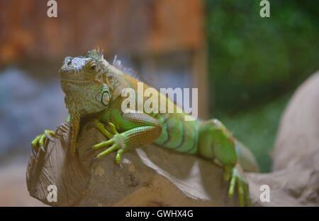 Close-up of a male Green Iguana on brunch Stock Photo