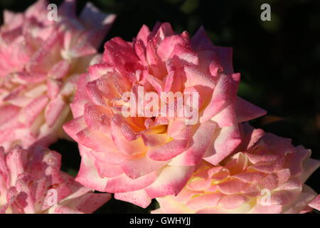 Dew on roses in the morning Stock Photo