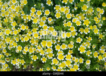 Limnanthes douglasii. Poached egg plant / Douglas meadow foam flowers Stock Photo