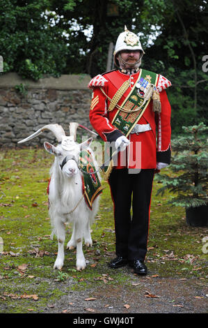 Swansea, Wales, UK. Alamy Stock. Royal Welsh 3rd Battalion (formerly The Royal Welsh Regiment) mascot, Shenkin the Goat. Stock Photo