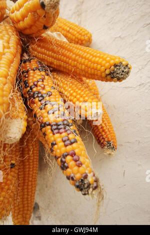 Corn Stock Photo