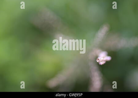 An abstract shot of very small pink flowers on a blurred green background. Stock Photo