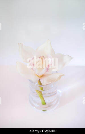 Single Orchid Stem in a Glass with a Pink Hue Stock Photo