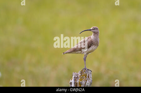 Whimbrel (Numenius phaeopus) standing on a post looking over it's shoulder. Shallow depth of focus Stock Photo