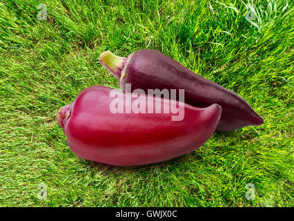 Red paprika pepper on grass background closeup Stock Photo