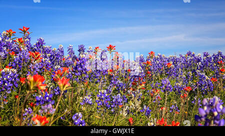 Field of Texas spring wildflowers including bluebonnets and indian paintbrush in Texas Stock Photo