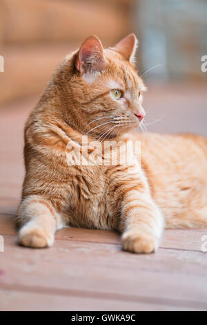 Male orange cat lying down on front porch of log home. Stock Photo