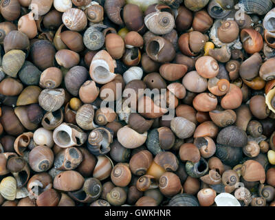 Common winkle shells on beach, Isle of Colonsay, Scotland, UK Stock Photo