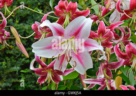 Lilium Oriental Hybrid 'Stargazer' close up growing in a garden border