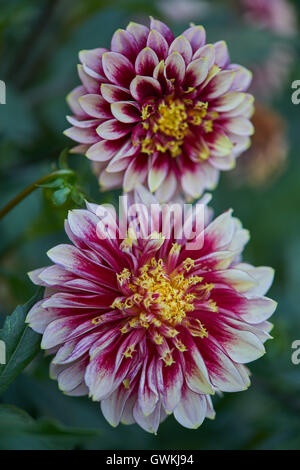Two Red purple dahlias with white petal edges close up Stock Photo