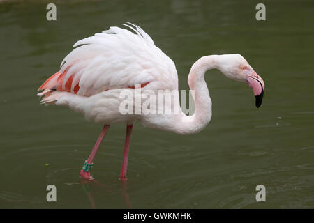 Greater flamingo (Phoenicopterus roseus). Wildlife animal. Stock Photo