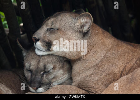 Chilean cougar (Puma concolor puma), also known as the Chilean puma. Wildlife animal. Stock Photo