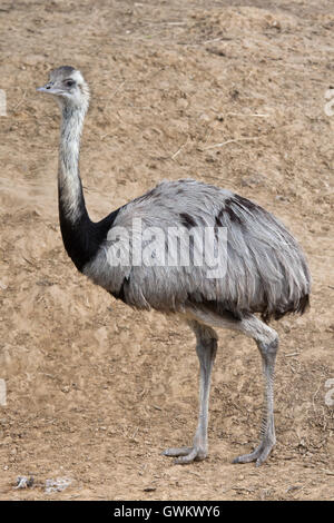 Darwin's rhea (Rhea pennata), also known as the lesser rhea. Wildlife animal. Stock Photo