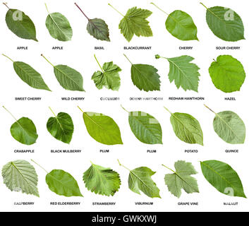 collage from green leaves of trees and shrubs with names isolated on white background Stock Photo