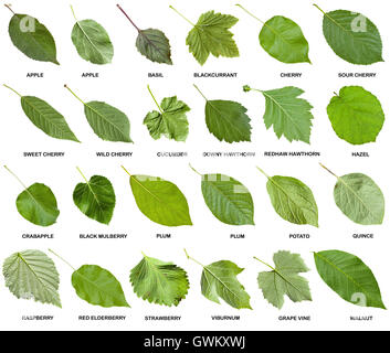 collection of green leaves of trees with names Stock Photo - Alamy