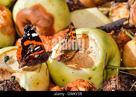 Red Admiral and Comma Stock Photo