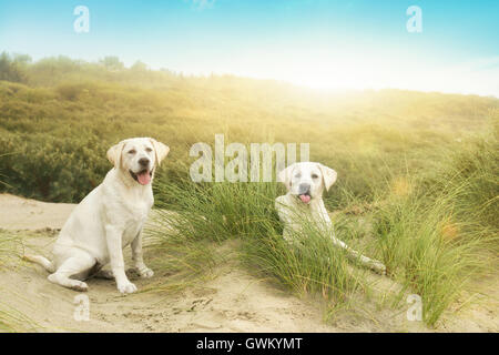 two cute little dog puppies in front of a sunset on an island Stock Photo
