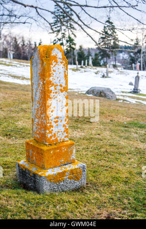 Yellow lichen grows on an old grave stone. Stock Photo