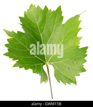 green grape leaf isolated on the white background. Stock Photo