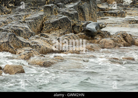 Pusa is a genus of earless seals. Stock Photo